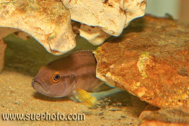 Neolamprologus bifasciatus 'Kombe'